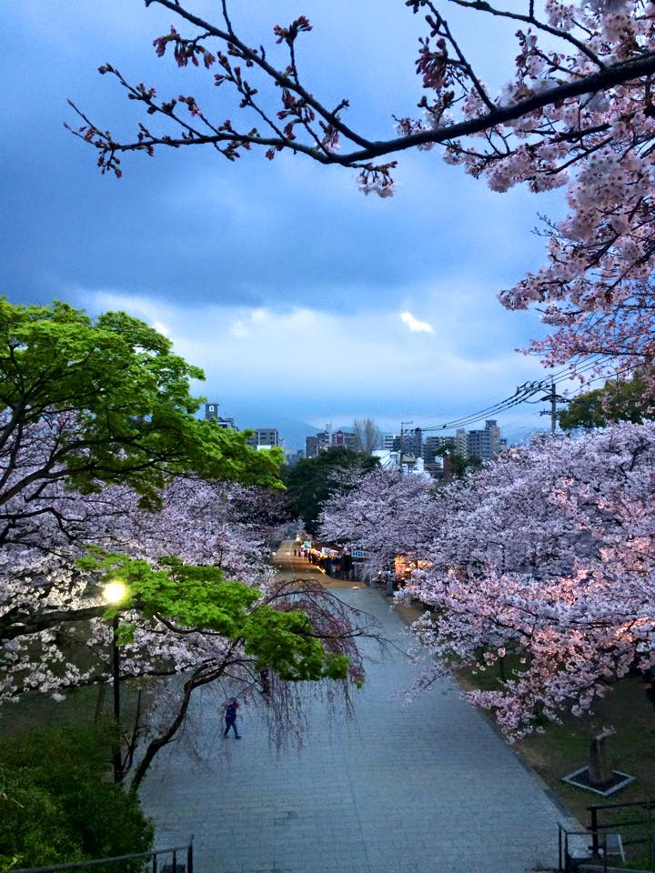 Hanami (Flower Viewing) | REMIOjapan